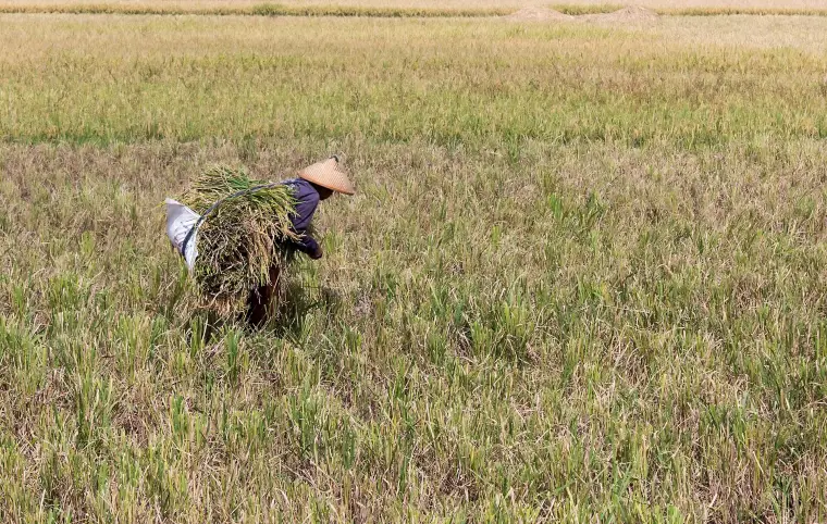 Rice harvest